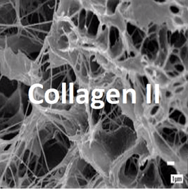 Collagen II