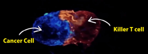 Tế bào T nhận diện tế bào ung thư