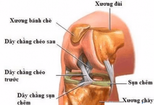 Cấu tạo khớp gối
