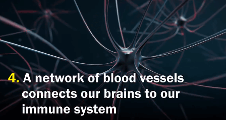 Mạng lưới nối não bộ với hệ miễn dịch