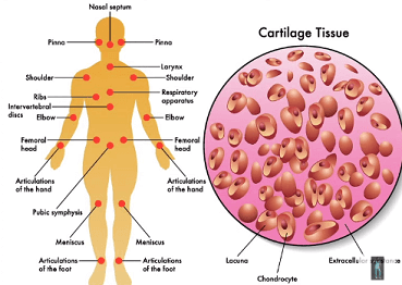 Các vị trí sụn trên cơ thể người